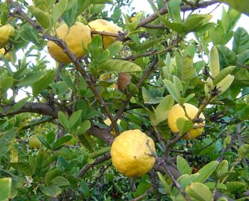 '埃特罗格'枸橼 'Etrog' citron